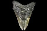 Fossil Megalodon Tooth - South Carolina #110920-1